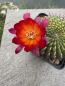 Preview: Sulcorebutia mariana